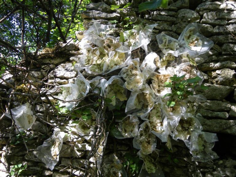 Sentier artistique – L’Art sur le Causse