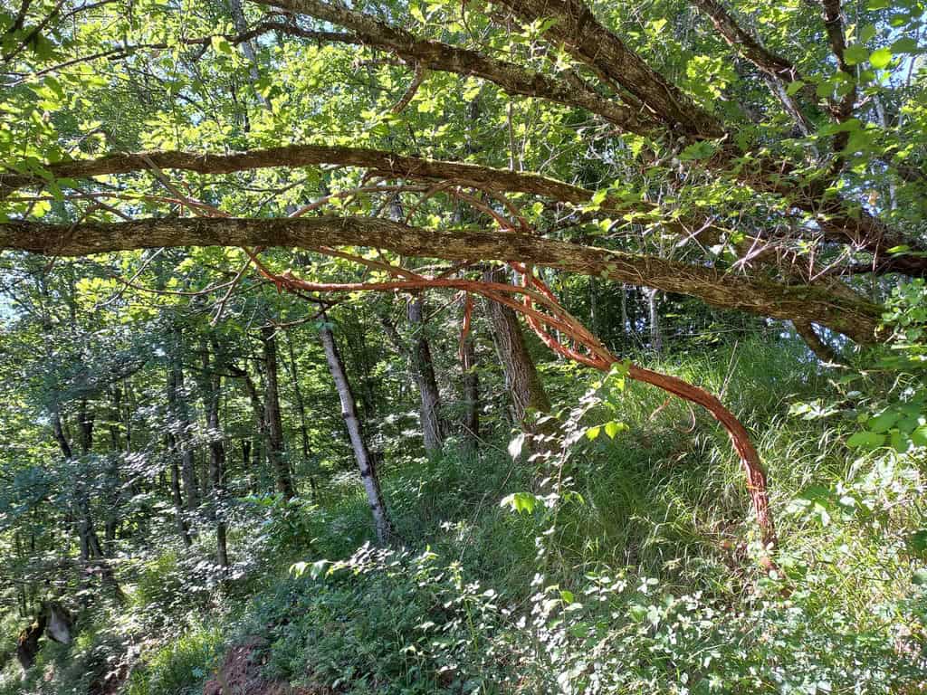 Cette liane de rosier Banxia m’a accompagnée d’une pousse
au geste plus ample petit à petit durant des années, taillée ou pas,
mais en connivence d’un quotidien. Je l’avais choisie pour son
écorce qui se délite comme une mue perpétuelle et se déploie en
arabesque pour un jour dansant. 
Sur les arbres de vos chemins aujourd’hui dans le Lot sur le parcours de Rouffilhac 2025…